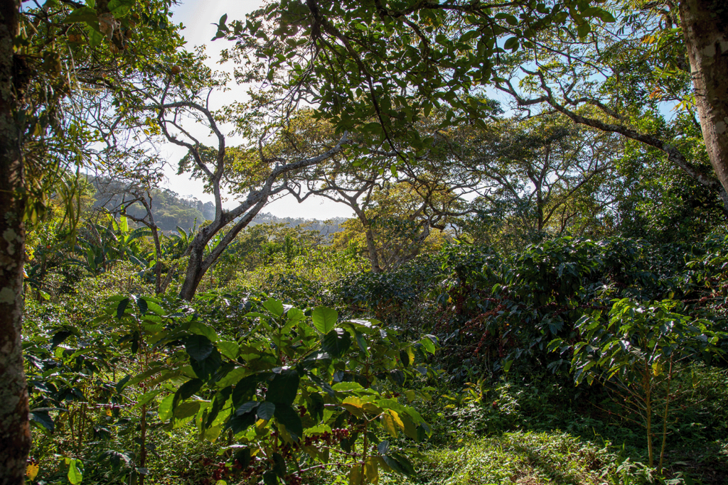 Honduras skov