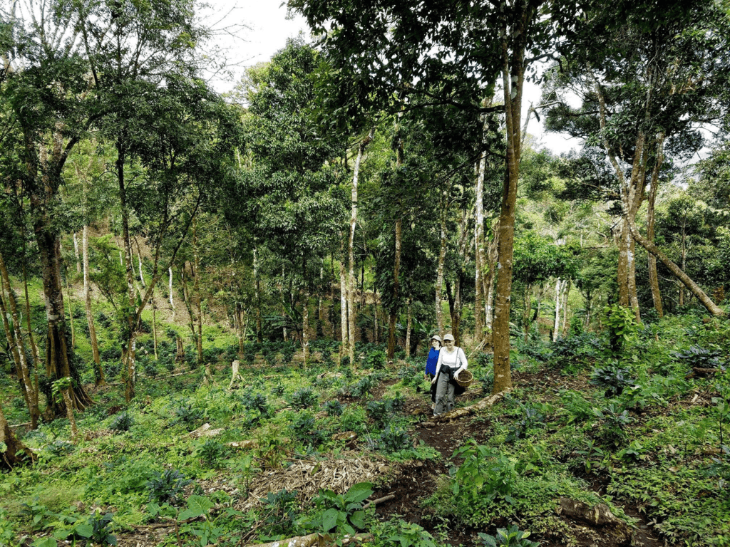 Kvinder der rydder op i skovstykke i Nicaragua